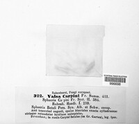 Diaporthe carpini image